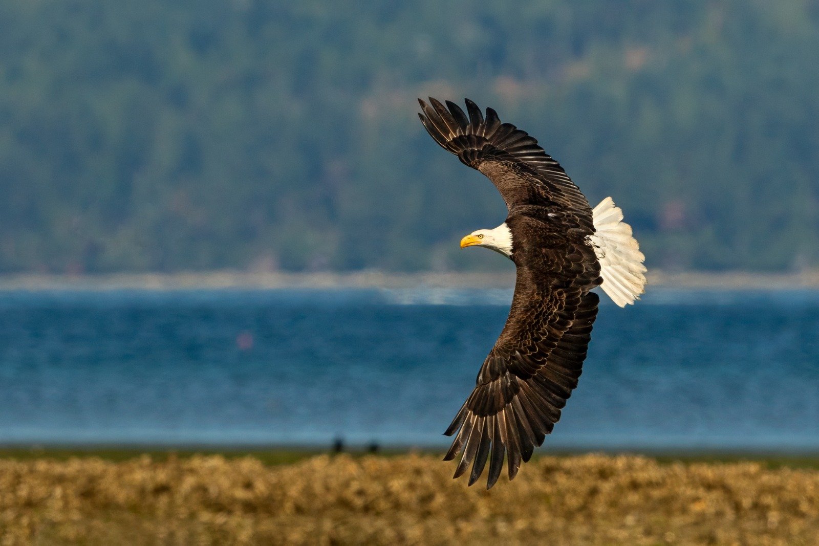 Bald Eagle soaring with full wing span over coastal water and mountains