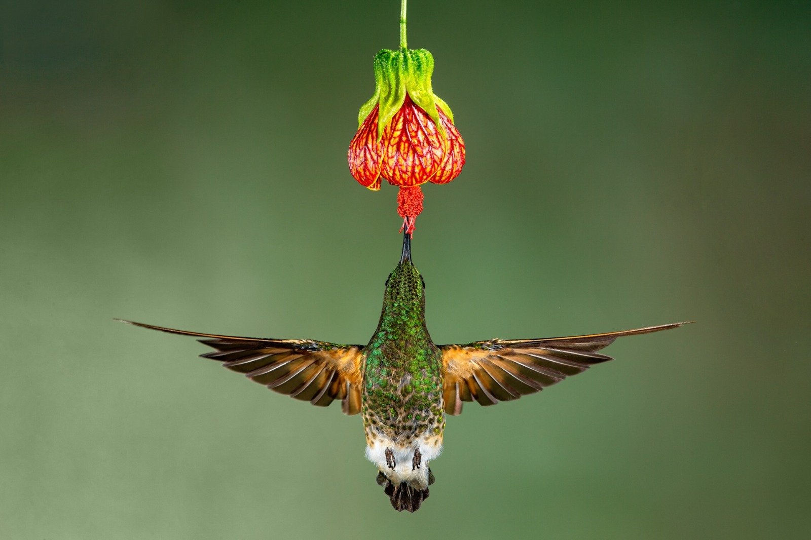 Hummingbird hovering and drinking nectar from orange bell flower