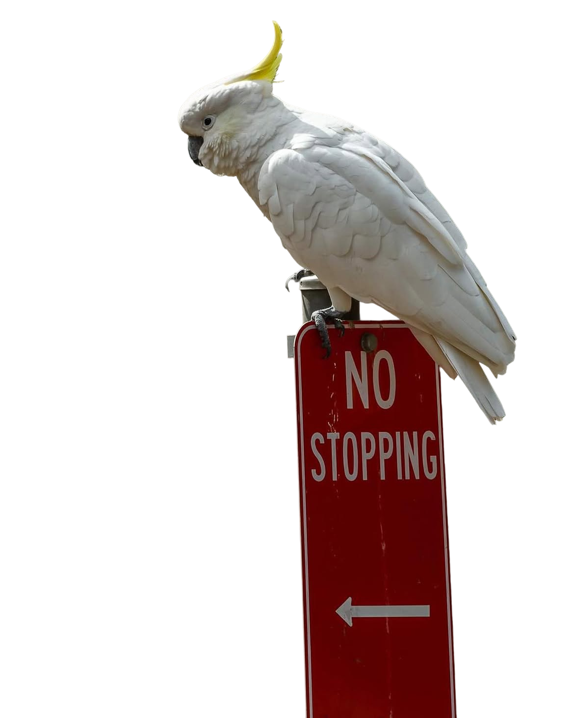 White crested cockatoo on post
