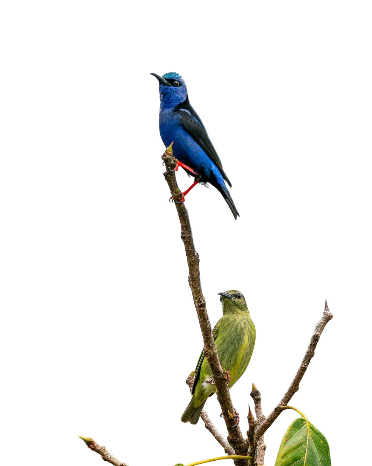 Red-legged Honeycreeper couple perched on branch