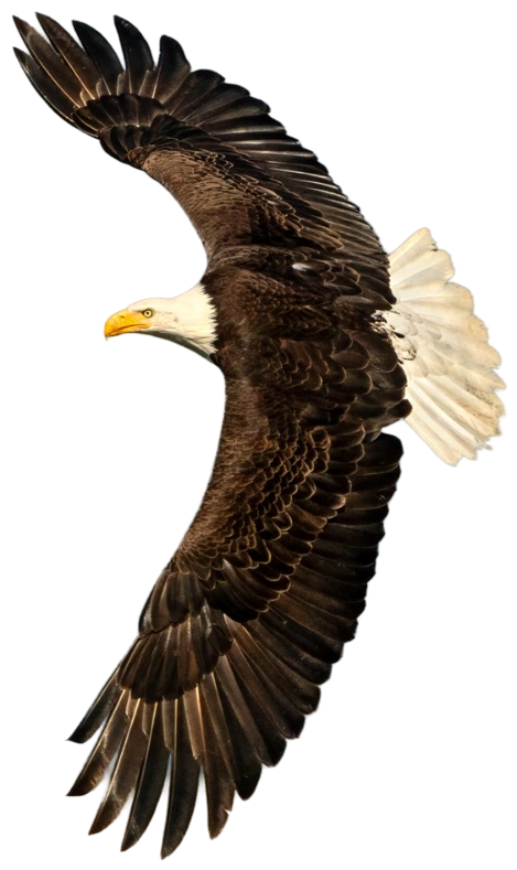 Bald eagle soaring with full wing span