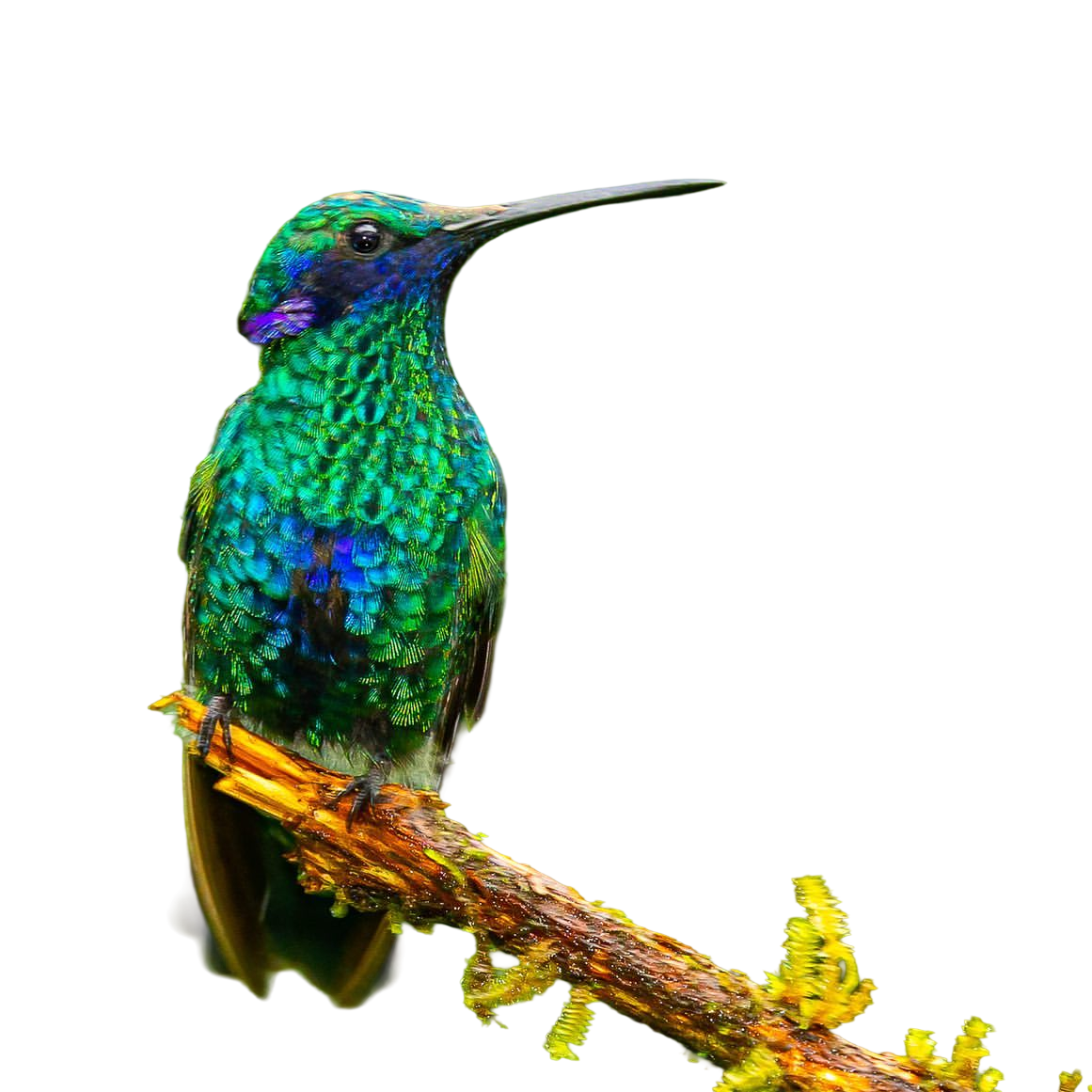 Sparkling Violetear perched on mossy branch